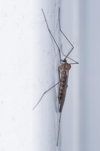 Réf. 223 001 : Trichocera annulata